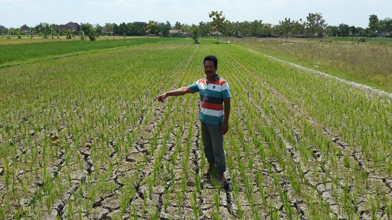 Dampak Perubahan Iklim terhadap Pertanian di Kabupaten Wonogiri
